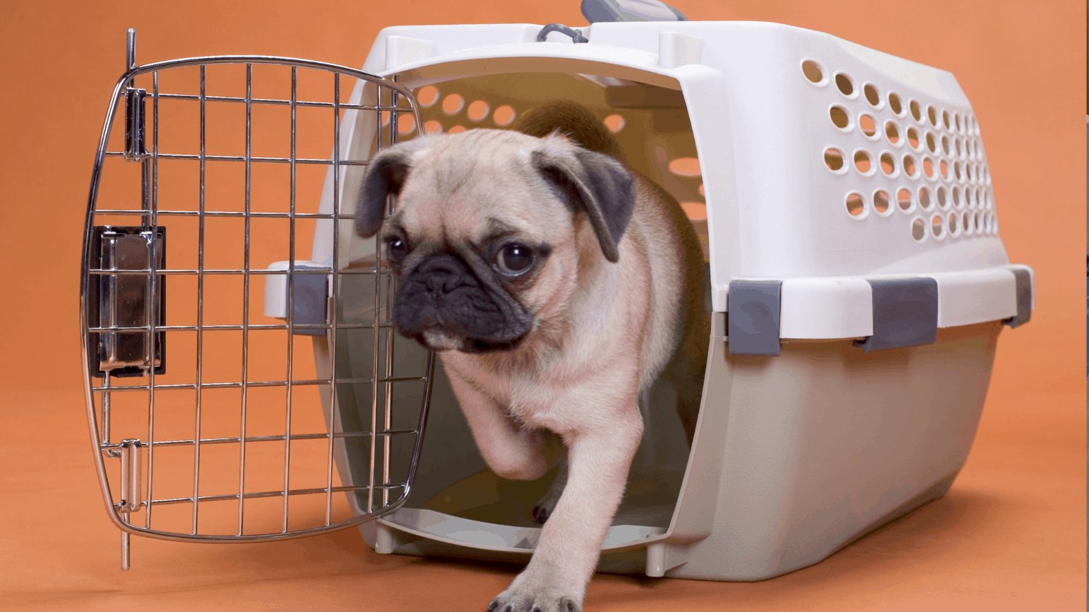 How To Soundproof Dog Crate For Fireworks, Thunderstorms To Stop Barking?
