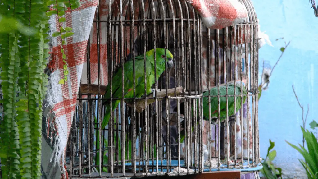 How To Soundproof Bird Cage