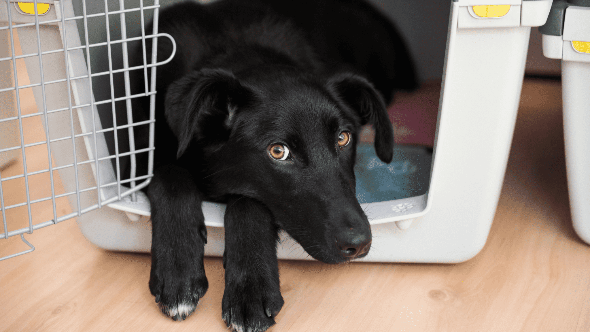 Top 10 Best Soundproof Crate Covers For Dog (2024) Trending