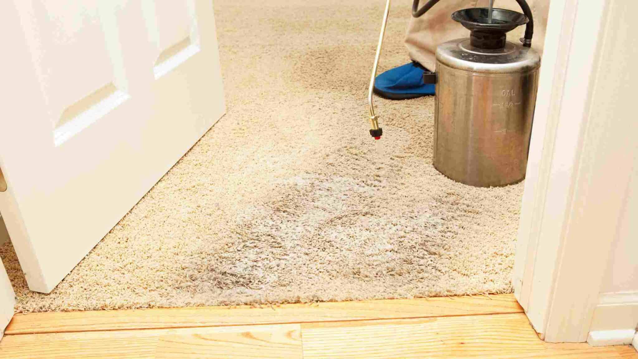 How To Get Wood Stain Out Of Carpet 8 Simple Ways!