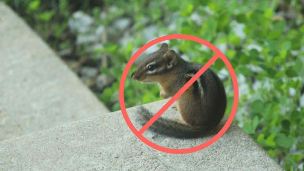 How To Get Rid Of Chipmunks From Indoor