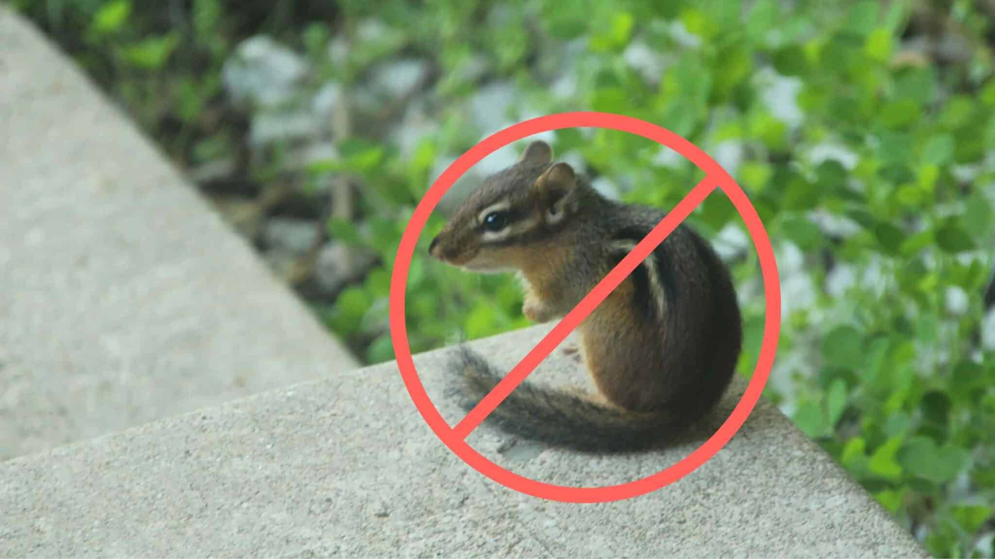 7 Ways On How To Get Rid Of Chipmunks From Indoor Protect Your Pets