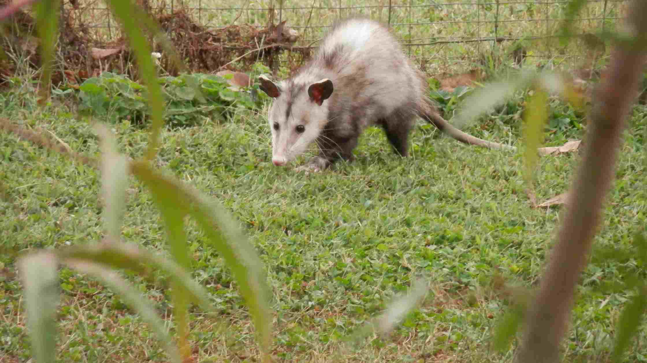 How To Get Rid Of Possums In Your Yard
