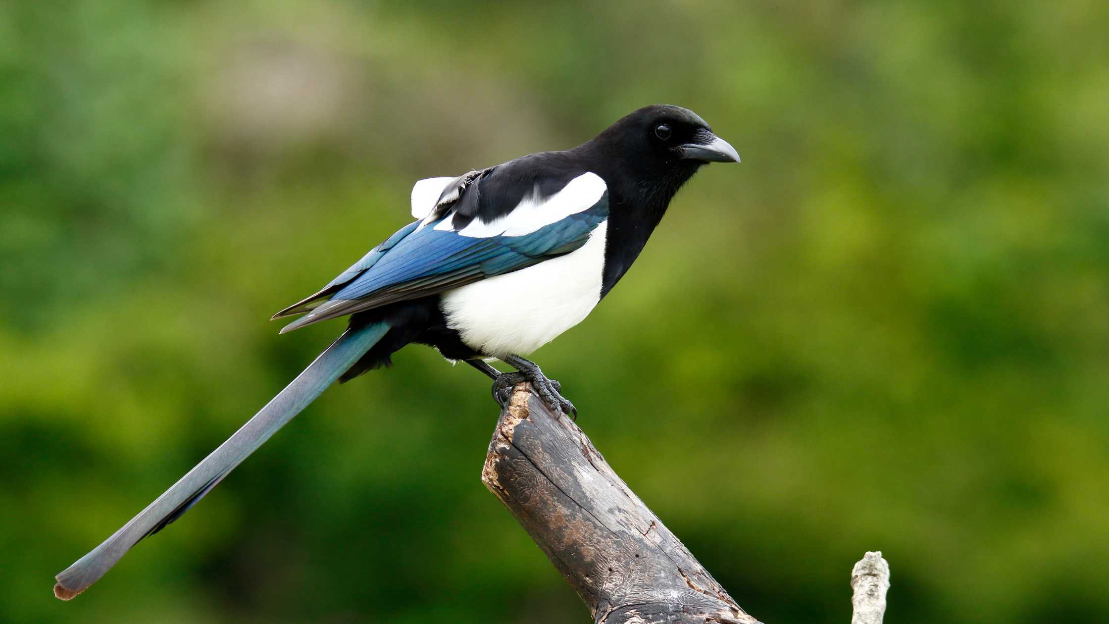 Why Do Magpies Make Horrible Noise (How To Deal With It)